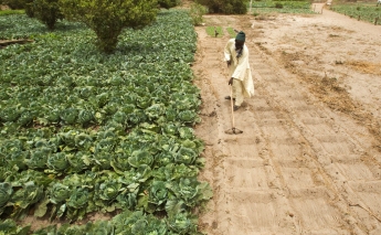 FAO launches new soil productivity programme for Africa